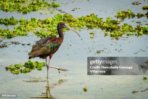 glossy ibis - nancybelle villarroya - fotografias e filmes do acervo