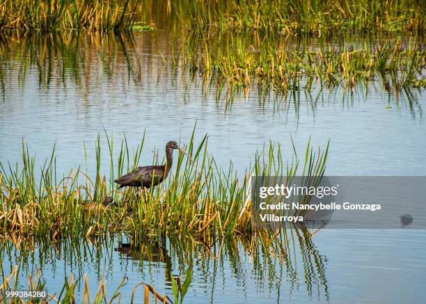 glossy ibis - nancybelle villarroya stock pictures, royalty-free photos & images