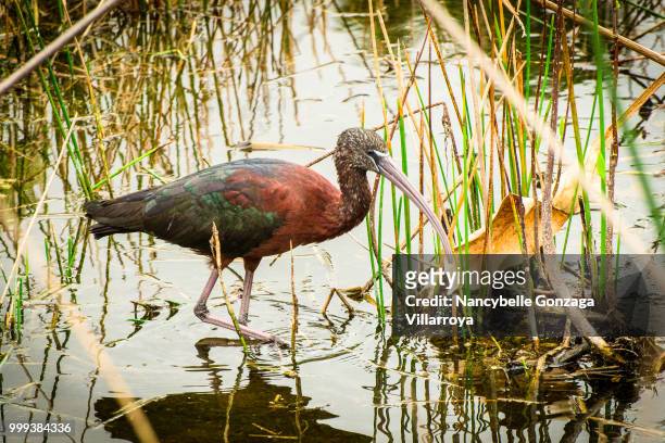 glossy ibis - nancybelle villarroya stock pictures, royalty-free photos & images