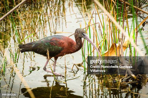 glossy ibis - nancybelle villarroya - fotografias e filmes do acervo