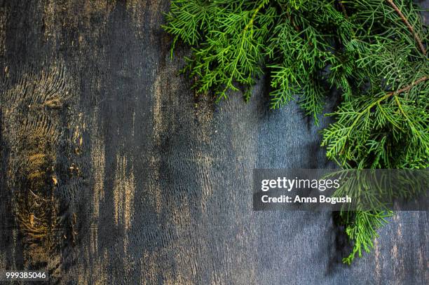 christmas frame with festive tree - epiphyte stock pictures, royalty-free photos & images