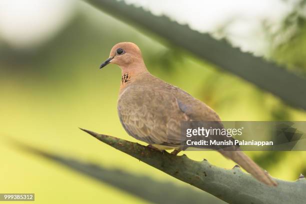 the common beauty - laughing dove - dove foto e immagini stock