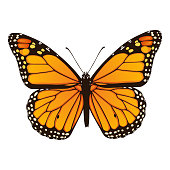 Monarch butterfly. Hand drawn vector illustration