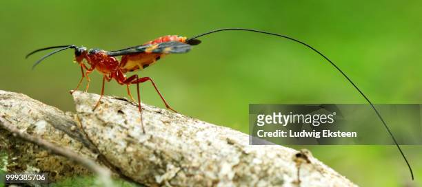 parasitic wasp - african wasp stock pictures, royalty-free photos & images