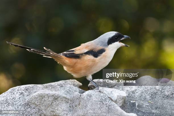 lanius schach2 - schach stockfoto's en -beelden