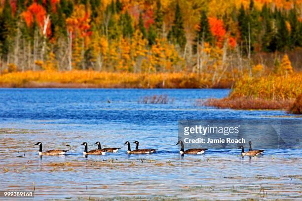 eight canadian geese autumn colors pond - magellangans stock-fotos und bilder