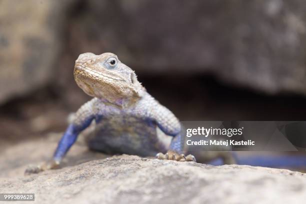 mwanza flat-headed rock agama, serengeti national park, tanzania. - agama family stock pictures, royalty-free photos & images