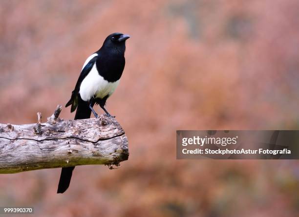 magpie perched on a tree. - fotografia stock-fotos und bilder