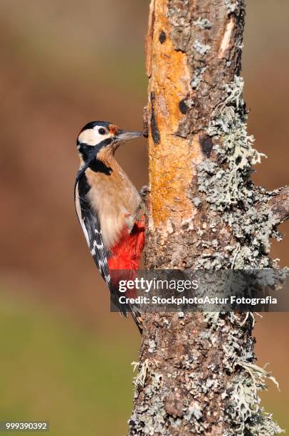 great spotted woodpecker perched on a log. - fotografia stock-fotos und bilder