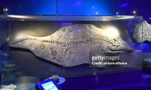 An approximately 200 million years old fossilised Ichthyosaur is on display in the regional museum in Hanover, Germany, 25 August 2017. Scientist...