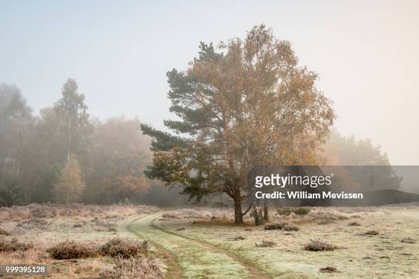 autumn colors in the mist - william mevissen stock-fotos und bilder