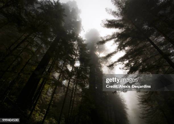 morning fog on the redwood forest - alexis stock-fotos und bilder