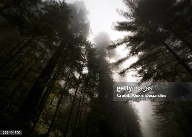 morning fog on the redwood forest - alexis stock pictures, royalty-free photos & images