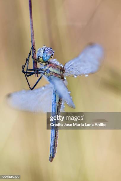 hanged - anillo stock pictures, royalty-free photos & images