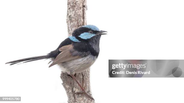 superb fairy-wren - superb stock pictures, royalty-free photos & images