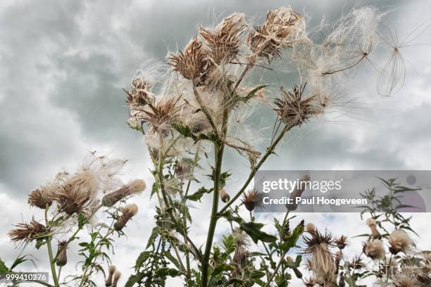 thistle - hoogeveen fotografías e imágenes de stock