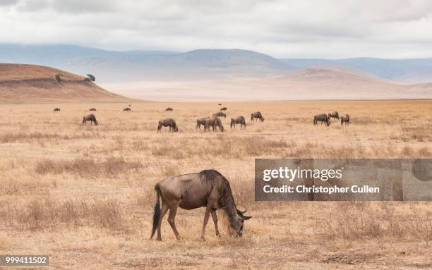 wildebeest (ngorogoro crater) #2 - blue wildebeest stock pictures, royalty-free photos & images