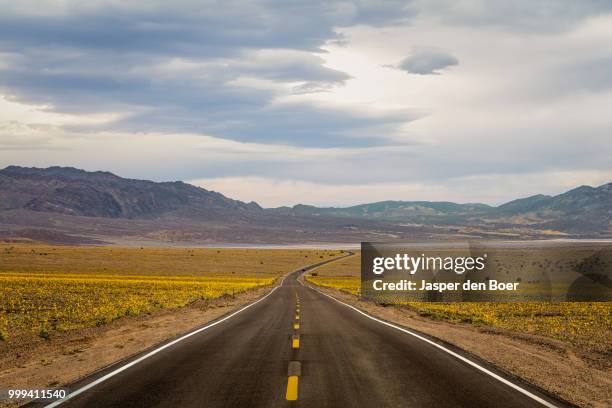 the 2016 'superbloom' in death valley - de boer bildbanksfoton och bilder