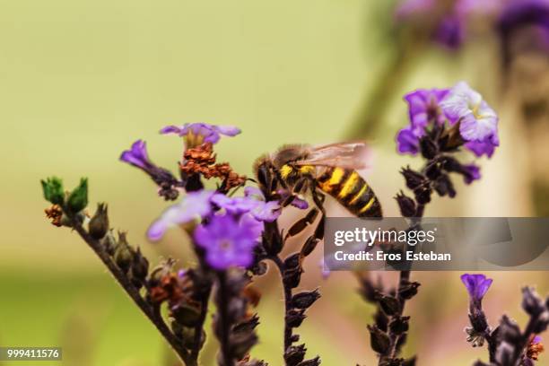 abeja - abeja stock pictures, royalty-free photos & images