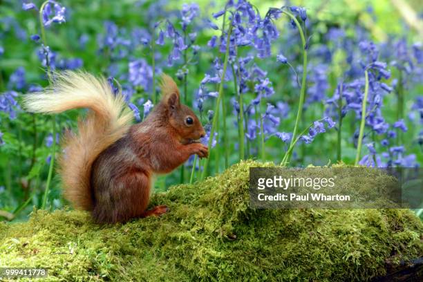 red squirrel - tree squirrel stock-fotos und bilder