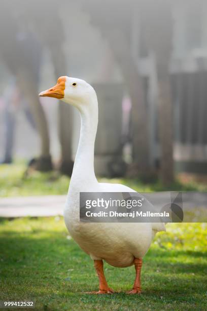 duck - magellangans stock-fotos und bilder