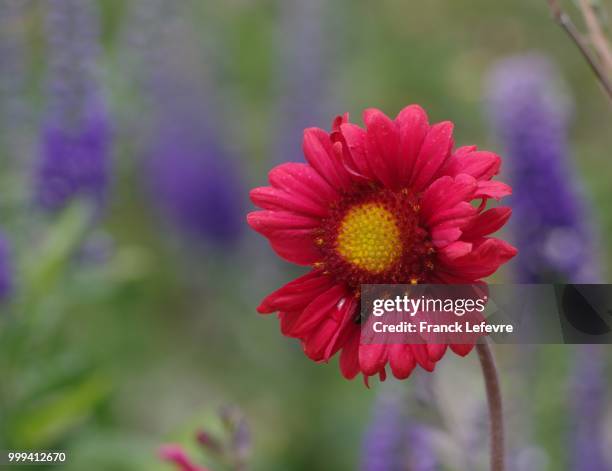 314 - secret garden - 2014 314 stock pictures, royalty-free photos & images