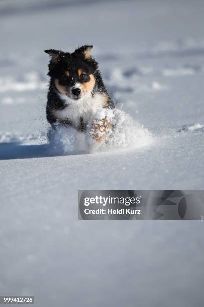 australian shepherd puppy playing in the snow - heidi stock-fotos und bilder