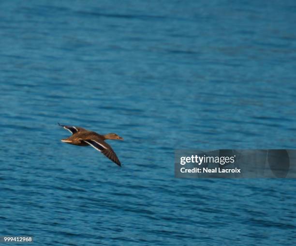 Hen Flying Photos and Premium High Res Pictures - Getty Images
