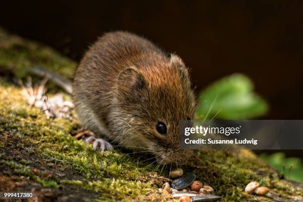 snack on brick - susanne ludwig stock pictures, royalty-free photos & images