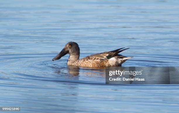 northern shoveler swimming at cape may - anseriformes stock pictures, royalty-free photos & images