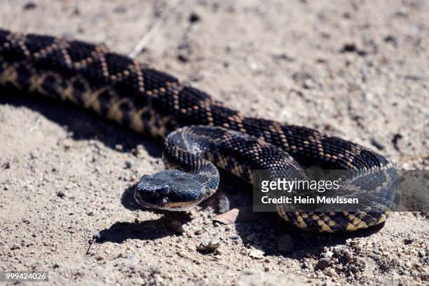 rattle snake attack - eastern diamondback rattlesnake fotografías e imágenes de stock