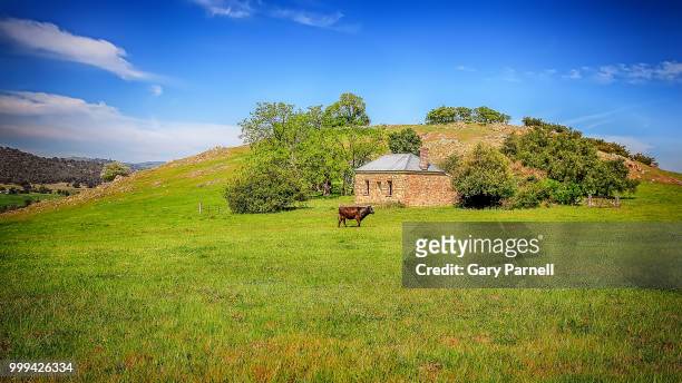 adelong farm - parnell stock pictures, royalty-free photos & images