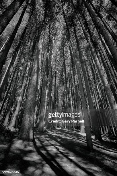 sugar pines 01 - parnell stock pictures, royalty-free photos & images
