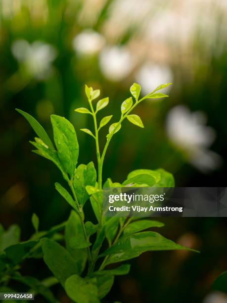 green plant - vijay stock pictures, royalty-free photos & images