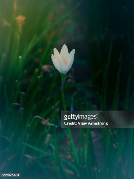 white flower petal - vijay stock pictures, royalty-free photos & images