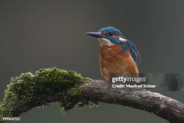 eisvogel (alcedo atthis) - eisvogel imagens e fotografias de stock