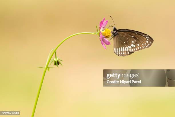 black beauty... - black beauty stockfoto's en -beelden