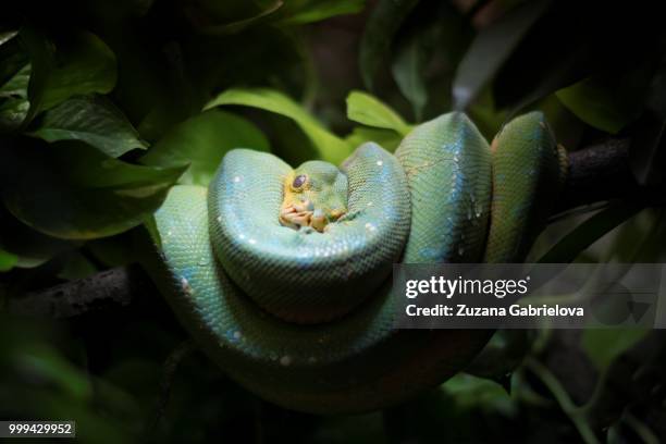 green tree python (morelia viridis) - green tree python stock pictures, royalty-free photos & images