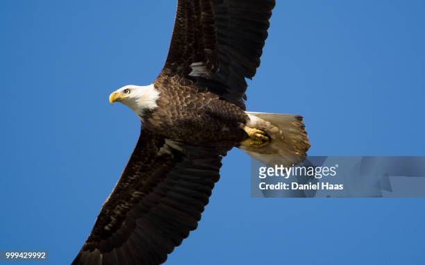 bald eagle soaring - haas bildbanksfoton och bilder