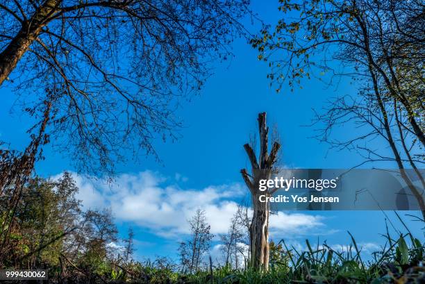 lone tree in het streekbos - jensen stock pictures, royalty-free photos & images