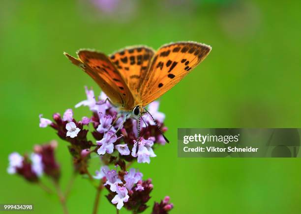 solid gold butterfly on a pink flower. - schneider stock pictures, royalty-free photos & images