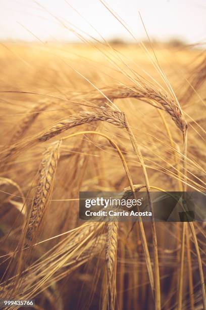 barley detail - hordeum stock pictures, royalty-free photos & images