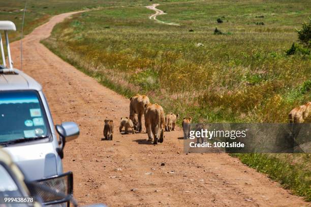 lionesses and safari vehicles at wild - 1001slide stock pictures, royalty-free photos & images