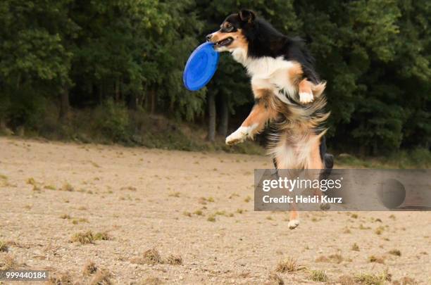 australian shepherd jumping after frisbee - heidi stock-fotos und bilder