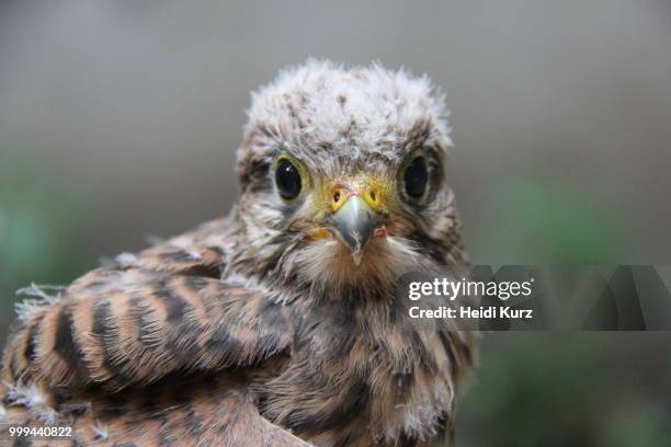 turmfalke - nestlings - eggs - falco tinnunculus - heidi stock-fotos und bilder
