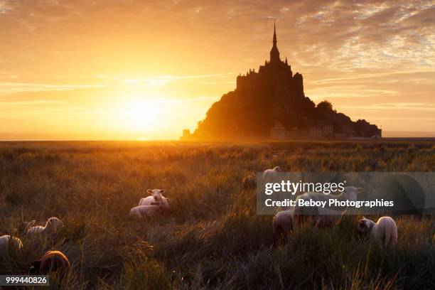 mont saint-michel in france - michel field stockfoto's en -beelden