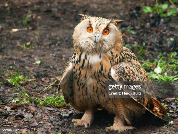 uhu - bubo bubo - eurasian eagle-owl - heidi stock-fotos und bilder