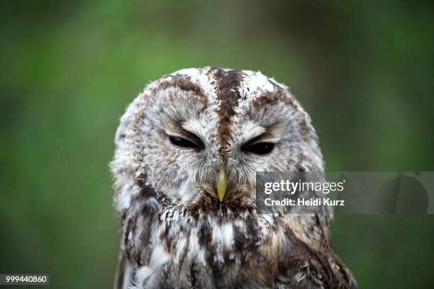 waldkauz - strix aluco - tawny owl - heidi stock-fotos und bilder