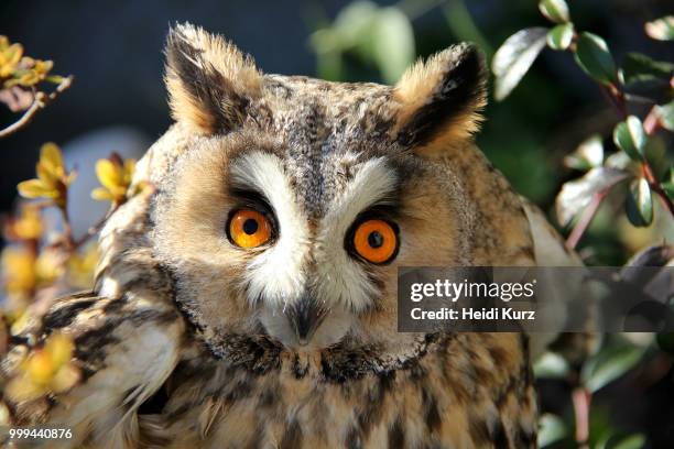 waldohreule - asio otus - long-eared owl - heidi stock-fotos und bilder