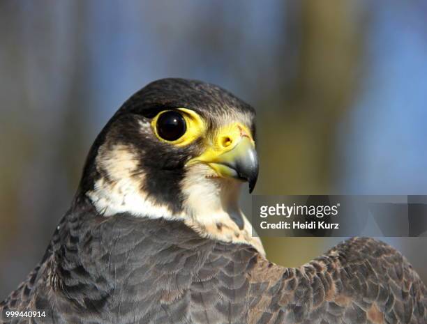 wanderfalke - falco peregrinus - peregrine falcon - heidi stock pictures, royalty-free photos & images
